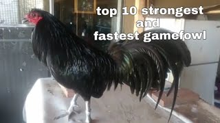 TOP 10 STRONGEST AND FASTEST GAMEFOWL [upl. by Nomzzaj]