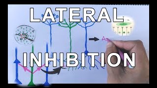 Concept of Lateral Inhibition  Neural Coding [upl. by Aredna95]