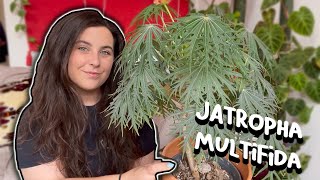 How To Care For Jatropha Multifida  Coral Bush  Physic Nut Plant [upl. by Lennaj]