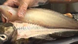 How to Fillet Cod [upl. by Lucania]