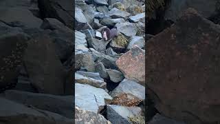 Cape Cod Canal mink catches his own meal before heading back into his home in the riprap [upl. by Artenek453]