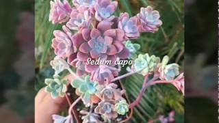 Sedum succulents with names [upl. by Verine]