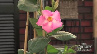 Caring for Sun Parasol Mandevilla Indoors in the Winter [upl. by Denton391]