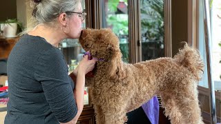 How to Brush Your Curly Coated Dog [upl. by Ynohta]