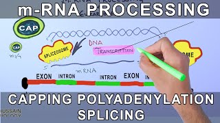 Overview of mRNA Processing in Eukaryotes [upl. by Convery]