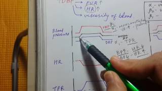 PHARMACOLOGY GRAPHS FOR USMLE STEP 1  SBP DBP HR TPR [upl. by Ennayk]