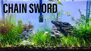 Planting Pygmy Chain Sword  Echinodorus Tenellus [upl. by Acinoryt530]