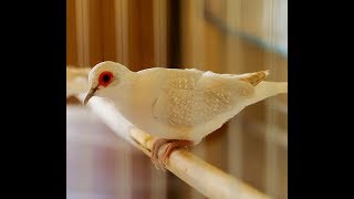 Brilliant White Tail Diamond Dove [upl. by Llieno]