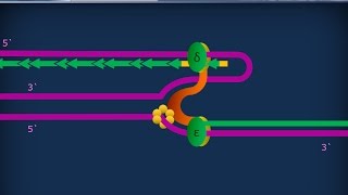 Citologia 27  Replicazione del DNA [upl. by Vilberg228]