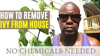 How to Remove Ivy From House [upl. by Manly]