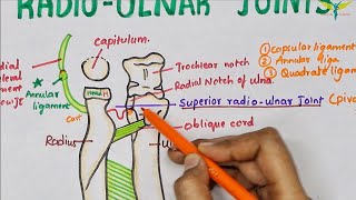 Radio Ulnar Joints  Anatomy  Upper limb [upl. by Daffodil452]