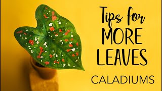 Caladiums Tips for more leaves [upl. by Seldun]