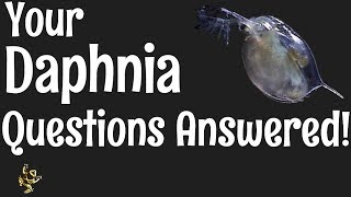 Daphnia Questions Answered [upl. by Arobed900]