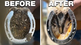 Incredibly Satisfying Horse Hoof Restoration  Farrier ASMR [upl. by Evreh]