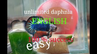 daphnia moina culture Easy way Unlimited production English  with sub Green water Chlorella [upl. by Nrev]