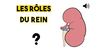 LE REIN  Anatomie et Physiologie [upl. by Neelav]