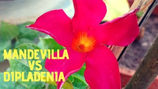 Everything you needed to know about MandevillaDipladenia  Extensive Mandevilla care [upl. by Creigh]