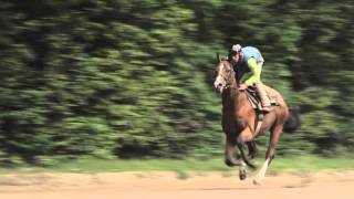 MÉTIERS Cavalier dEntrainement et Jockey  Ecole des courses Hippiques  AFASEC [upl. by Nicoli]