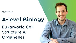 Eukaryotic Cell Structure amp Organelles  Alevel Biology  OCR AQA Edexcel [upl. by Naek]