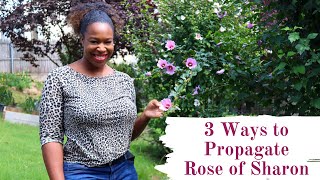 How to Propagate Rose of Sharon [upl. by Ormiston]