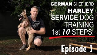 First Ten Steps When Training A Service Dog [upl. by Disario250]