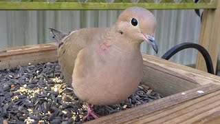 Mourning Doves Feeding Up Close [upl. by Salvadore]