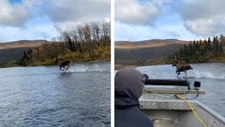 Moose Walks On Water Next To Boat [upl. by Onilegna]