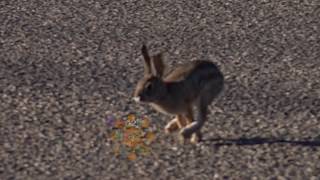 Ultra Super Slow Motion Reveals How Rabbits Run 1000 Frames Per Second [upl. by Lindahl]