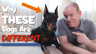 6 Ways Dobermans Are Different From Other Dogs [upl. by Ameer]