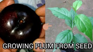 how to grow plums from seed [upl. by Desiree216]