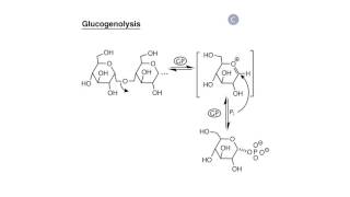 Carbohydrate Biosynthesis I Glycogen Synthesis [upl. by Hagi]