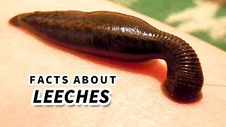 Leech Facts BLOOD SUCKER  Animal Fact Files [upl. by Rochella94]