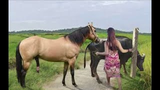 My sister training care her lovely horse in beginner 2021 [upl. by Amiarom]