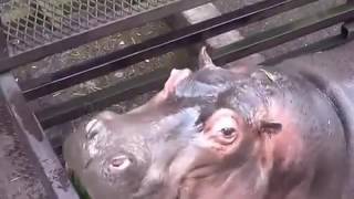 Adorable Hippos Eating Watermelon [upl. by Deenya]