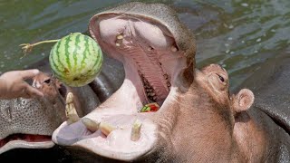 Hippo smash watermelon in one bite  with the sound of chew ASMR [upl. by Yerot]