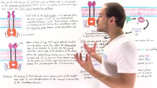 EGF Signal Transduction Pathway [upl. by Gaskin447]