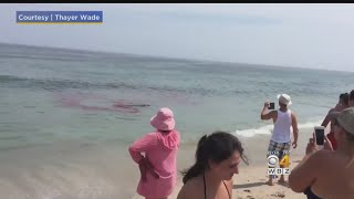 Shark Attacks Seal Near Surfers Off Cape Cod [upl. by Sacram]