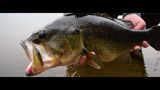 Cape Cod Bass The overlooked largemouth bass fishery in Southeast Massachusetts  OTW Shorts [upl. by Aerdna]