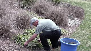 Best Ways How to Trim Liriope Lilyturf in early spring [upl. by Colier776]