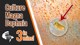 How to culture DAPHNIA MAGNA  The easy way [upl. by Ahsieym]