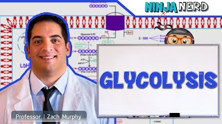 Metabolism  Glycolysis [upl. by Einalam]