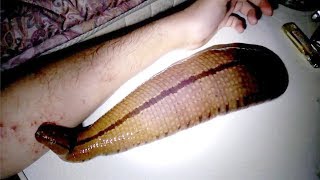 10 Amazing Facts About Leeches [upl. by Enneyehc]