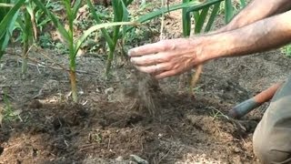 Harvesting Curing and Storing Garlic [upl. by Tirrell]