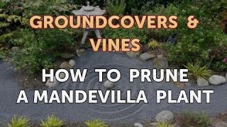 How to Prune a Mandevilla Plant [upl. by Norda]