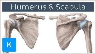 Humerus and Scapula Anatomy Definition Ligaments amp Bones  Kenhub [upl. by Batsheva]