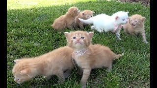 Si Meong Kucing Lucu  Funny Cats and Kittens Meowing [upl. by Joanie471]