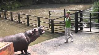 カバのスイカまるごとタイム長崎バイオパークHippo Family Eating Watermelons [upl. by Patti]