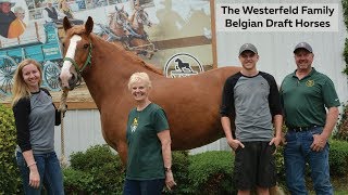 What is a Belgian draft horse [upl. by Langer165]