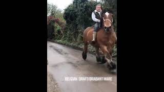 Jane 9 year old riding mare Belgian Draft Horse Brabant ardennes trekpaard [upl. by Teirrah444]