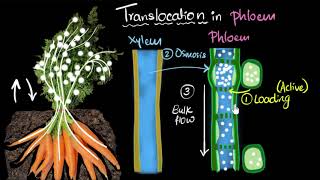 Phloem amp translocation  Life processes  Biology  Khan Academy [upl. by Genevieve]